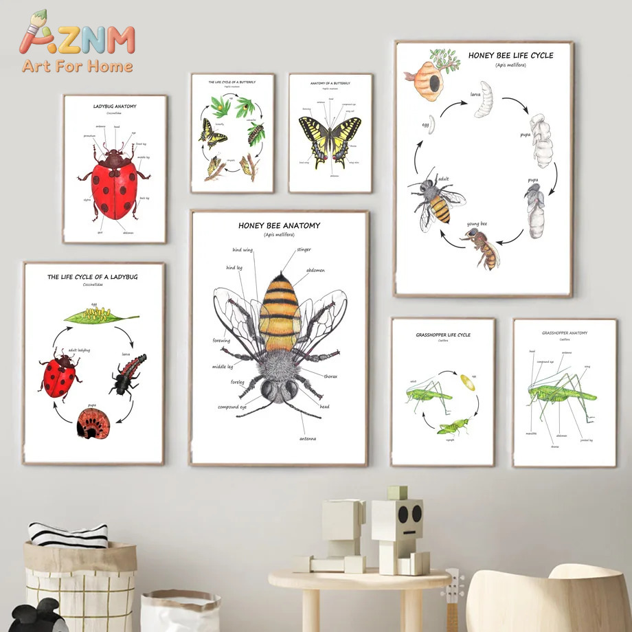Cartoon Insect Bee Butterfly L - Kids Education Yes 리뷰 및 가격