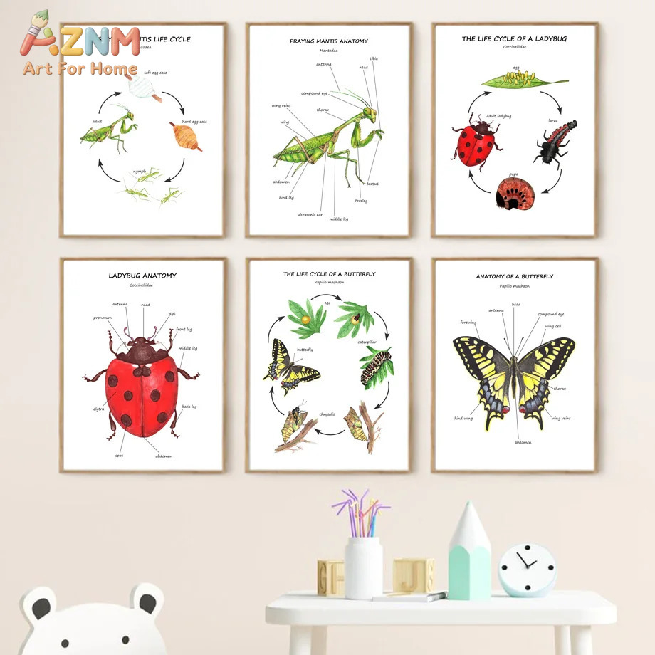 Cartoon Insect Bee Butterfly L - Kids Education Yes 리뷰 및 가격
